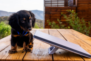 starlink mini na natureza internet satelite viagem