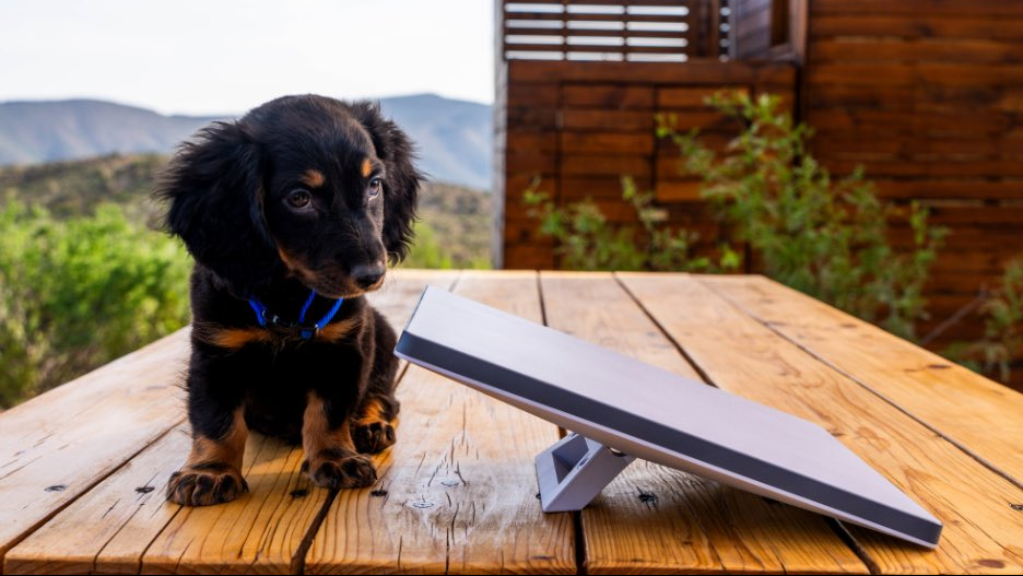 starlink mini na natureza internet satelite viagem